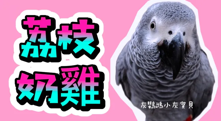 圖片來源：YouTube 灰鸚鵡小灰寶貝