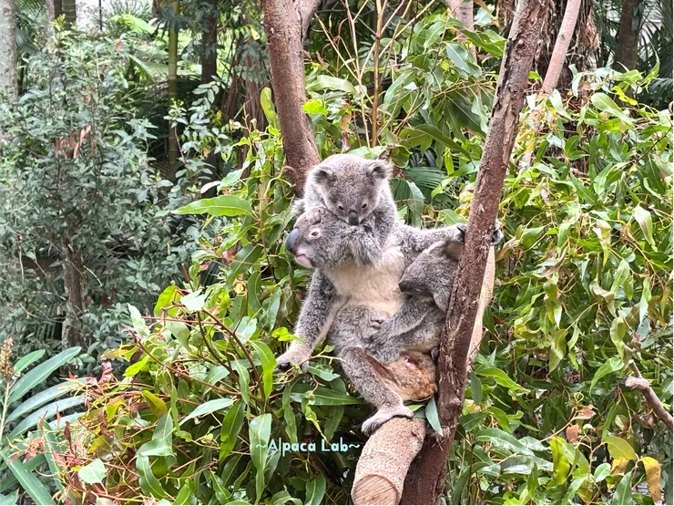 布里斯本Currumbin Wildlife Sanctuary，25/11/15，家有兩寶，繼續從容吃草～