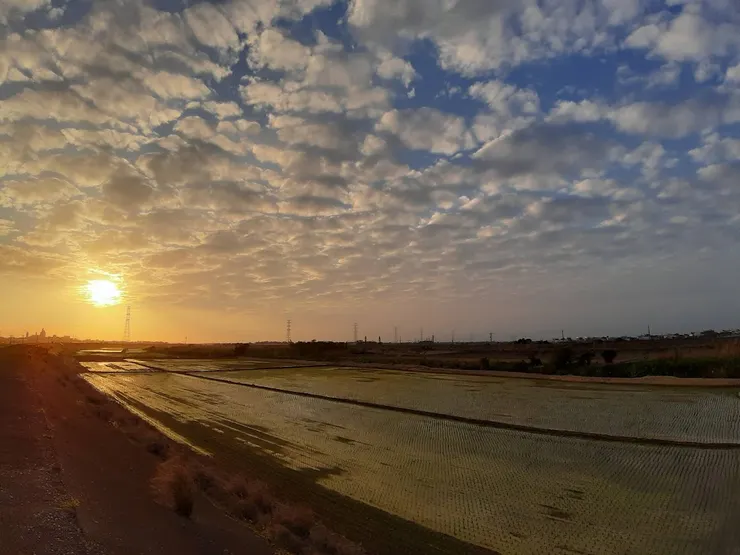 赴一場冬日陽光的約會，看新秧入水，看雲影漫游