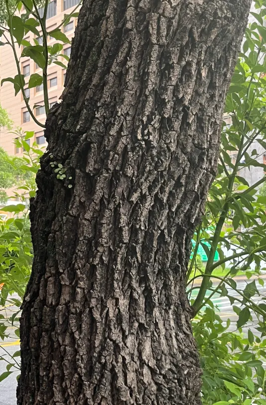 樟樹樹幹的裂紋