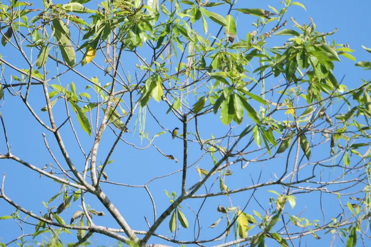 很迷你的小小鳥White -throated Flowerpecker 斯里蘭卡獨有種