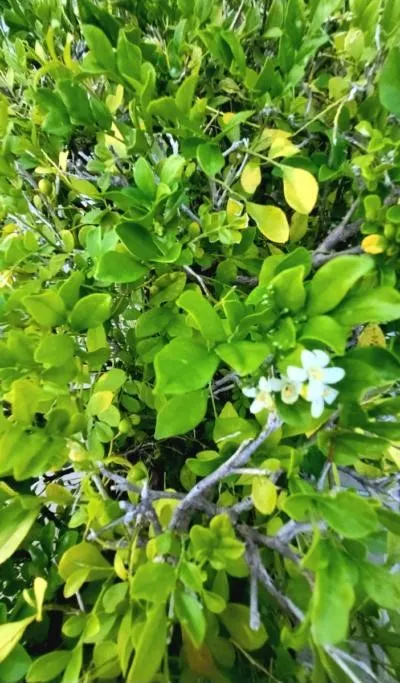 九里香(李建崑攝影)