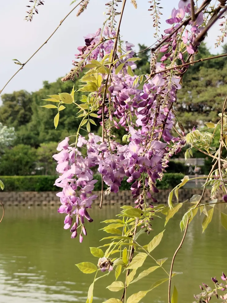 賞花要看花期，揪人賞花也要看彼此的空檔，任何行動都要趁著還能夠去做的時候去執行