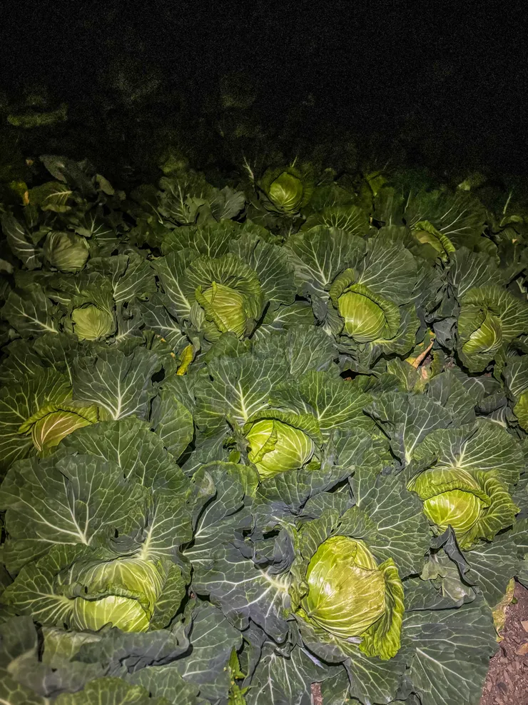 徒步往鎮西堡教會和接駁司機會合， 經過的高麗菜園，又累又餓～