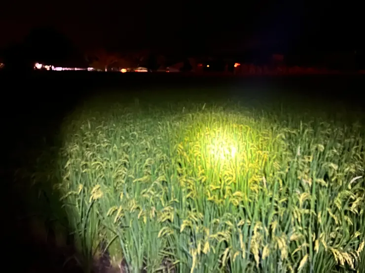 獨自一個人夜遊稻田間