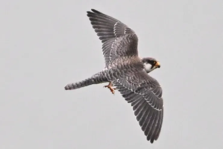 雌性，照片由朋友Beaker拍攝