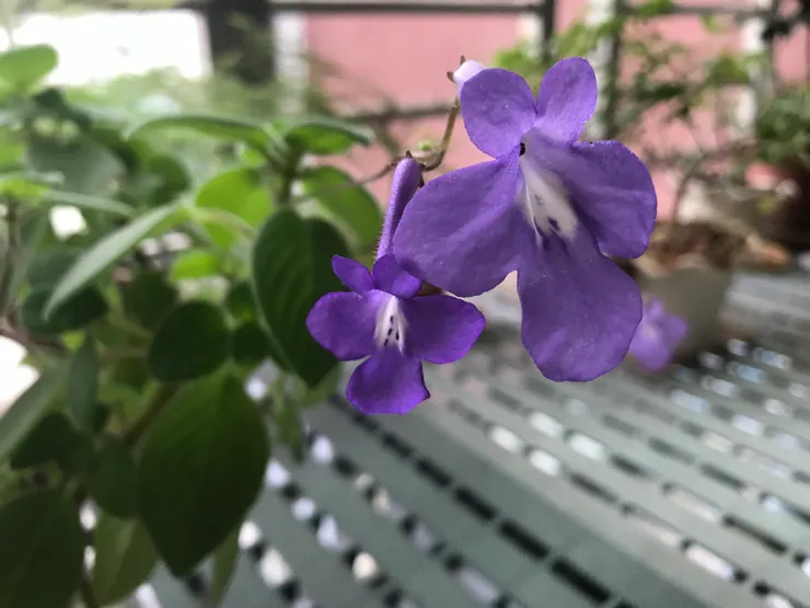 2024-3-22花況近拍，當初扦插三根枝條全部存活，但沒有摘心，分枝也就不多，而且可能肥料給少，開花量也少