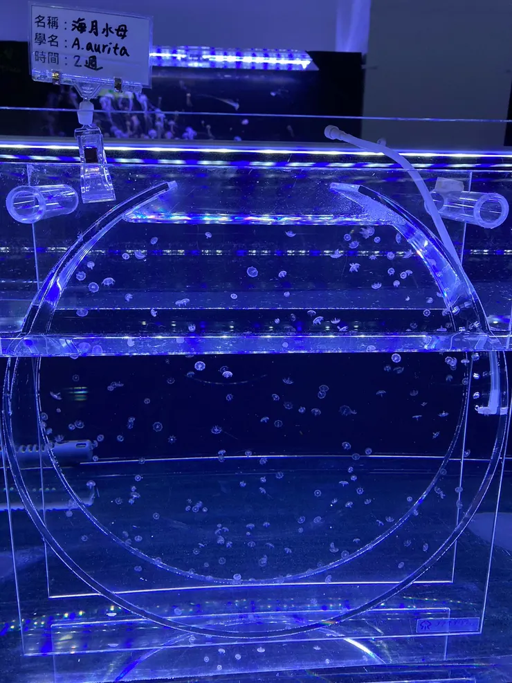 出生第二週的海月水母