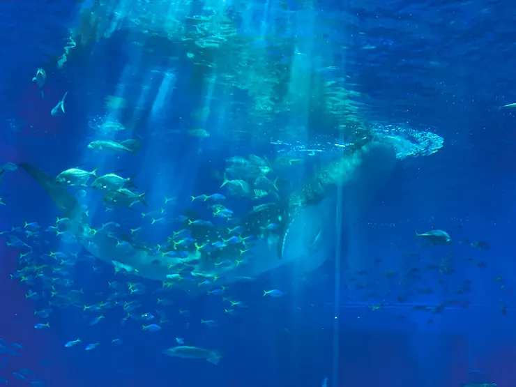 近看很震撼，但其實水族館內沒有想像中大