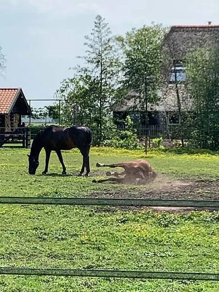 300天環遊世界之旅:第一站荷蘭7日遊