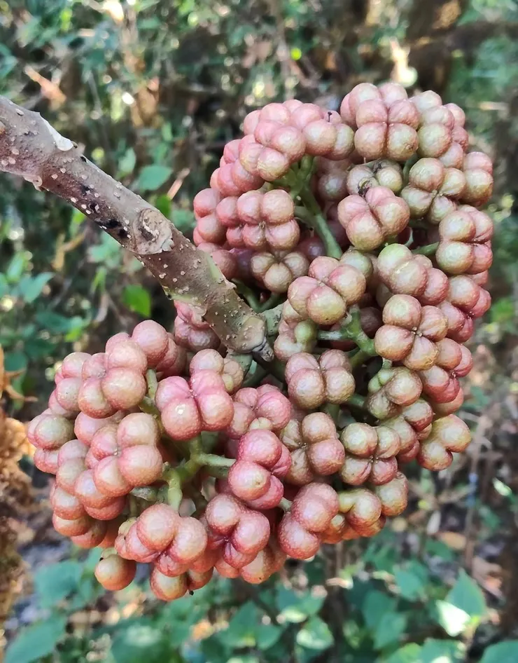 吳茱萸（Wu Zhu Yu）