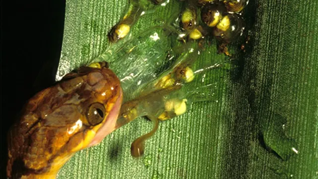 受到蛇攻擊而提早孵化的樹蛙卵。圖／Karen Warkentin