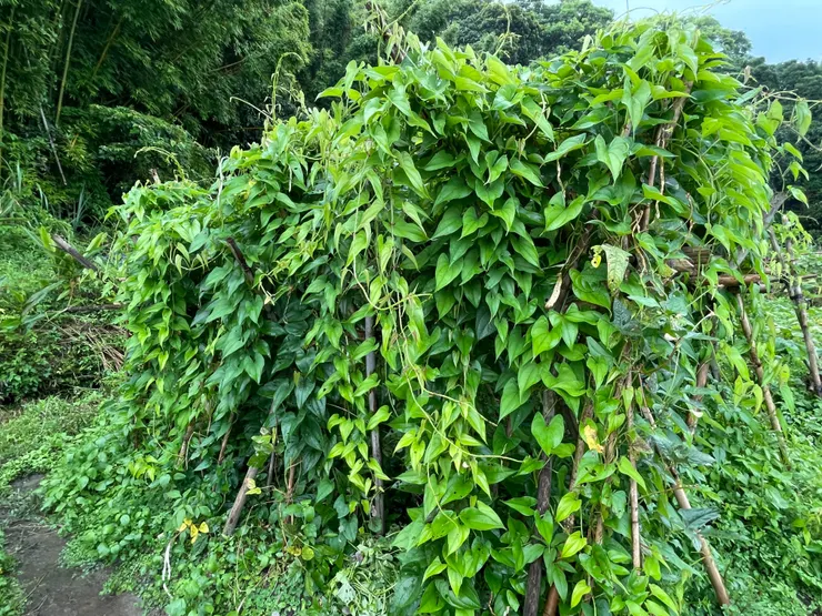 茂密的山藥藤