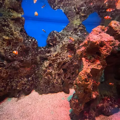 無憂無慮的樂園