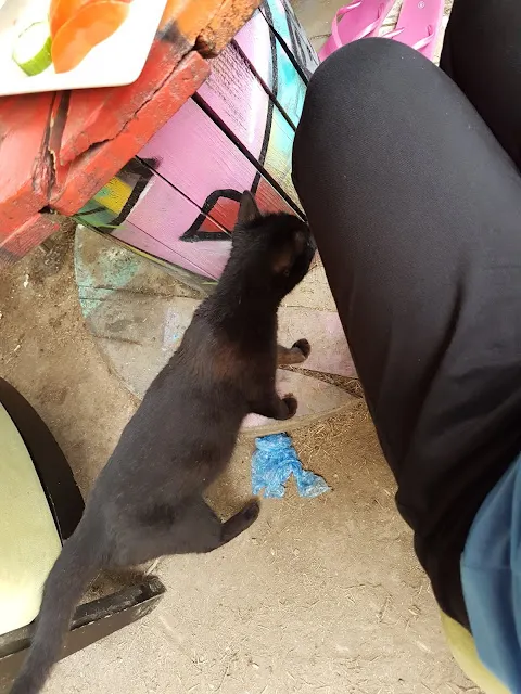 這隻是在Antalya的民宿外吃早餐時想要來蹭吃的貓咪