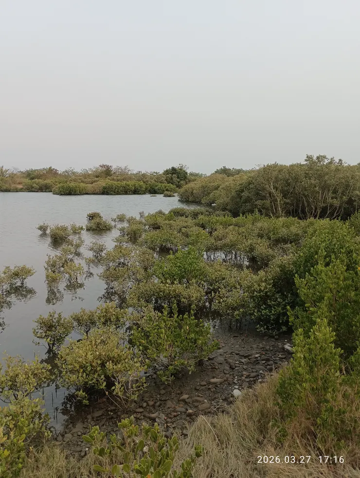 紅樹林園潟湖藏，皆自拍攝