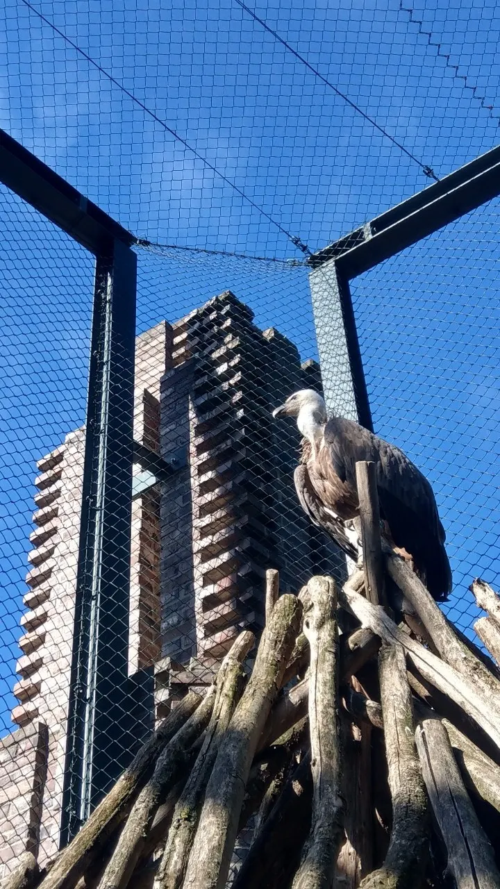 可以進到室內近距離觀察