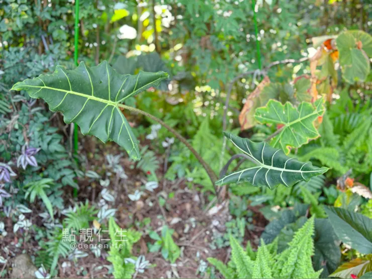 彰化田尾菁芳園|餐廳周圍觀音植物們