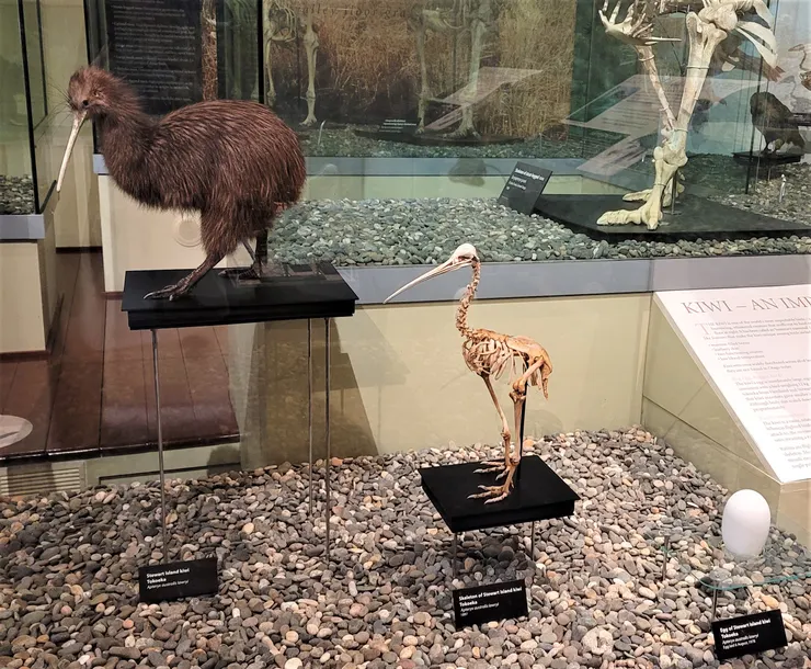 左至右為奇異鳥毛皮標本、骨骼標本、蛋殼標本(攝於Otago博物館)