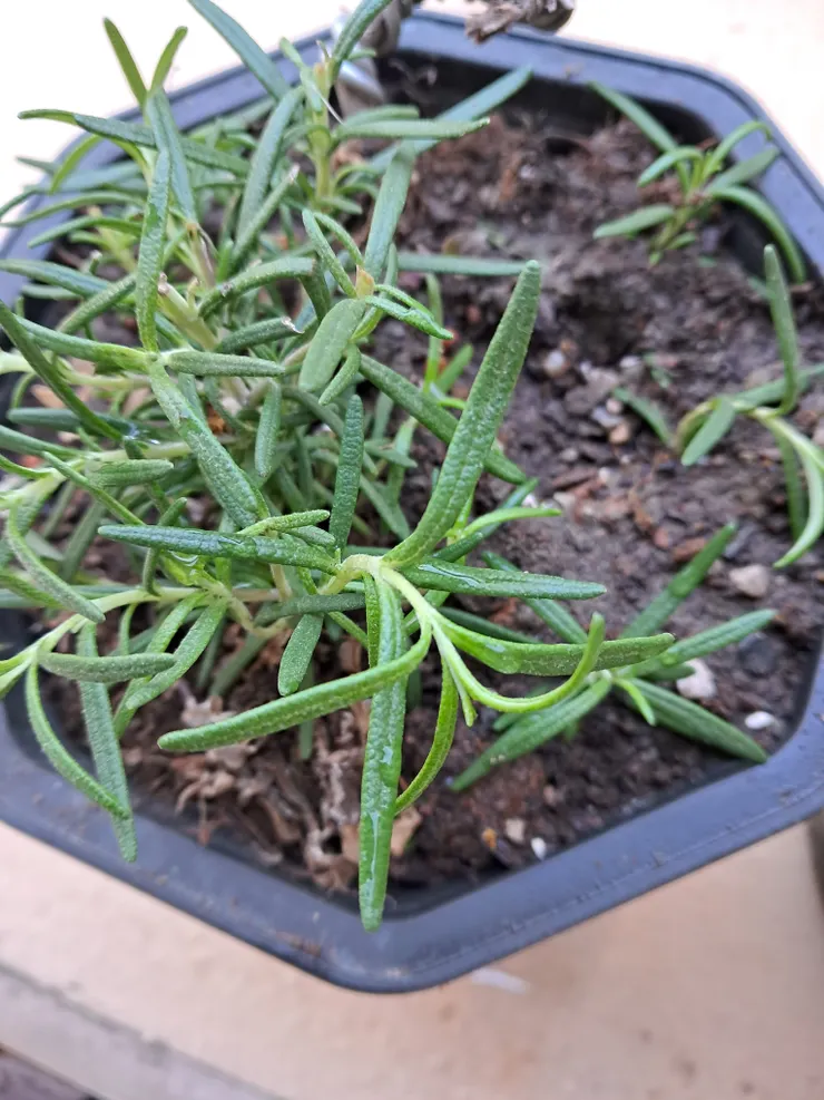 栽種迷迭香