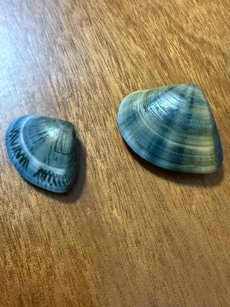 2025/09/27 哥哥小孩去海灘挖的蛤蠣