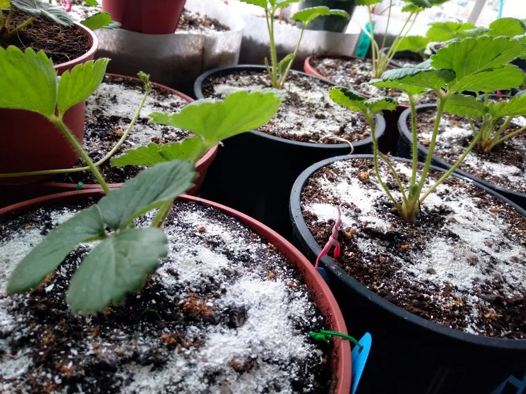 蛋殼磨成粉作有機肥料也可充當下雪景象