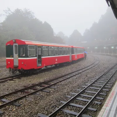 三本財與小豬豬的沙龍