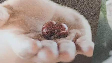 [異國美食]台灣數十間門市經營歐克佬咖啡，從寮國基地生產咖啡