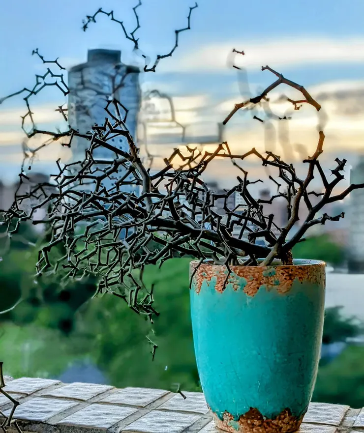 🪴媽媽的多肉又來亮相了😉