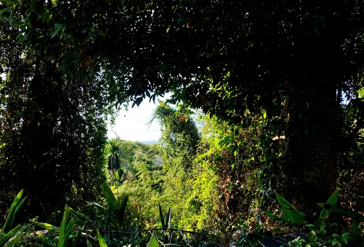 有點唯美綠色隧道