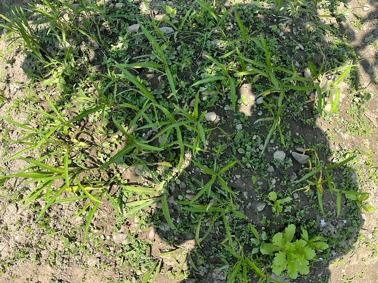 這是空心菜，但跟農夫同學們聊天才知道我空心菜完全種錯地點了，要陰暗潮濕，我滿滿大太陽啊啊啊啊。