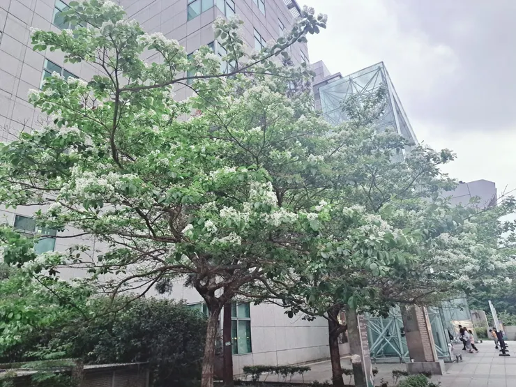 霉女2024年4月拍攝於國台圖