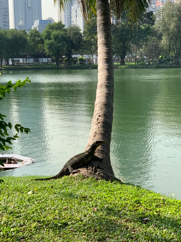 巨蜥的午後慵懶曬太陽時光