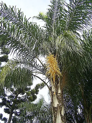 src