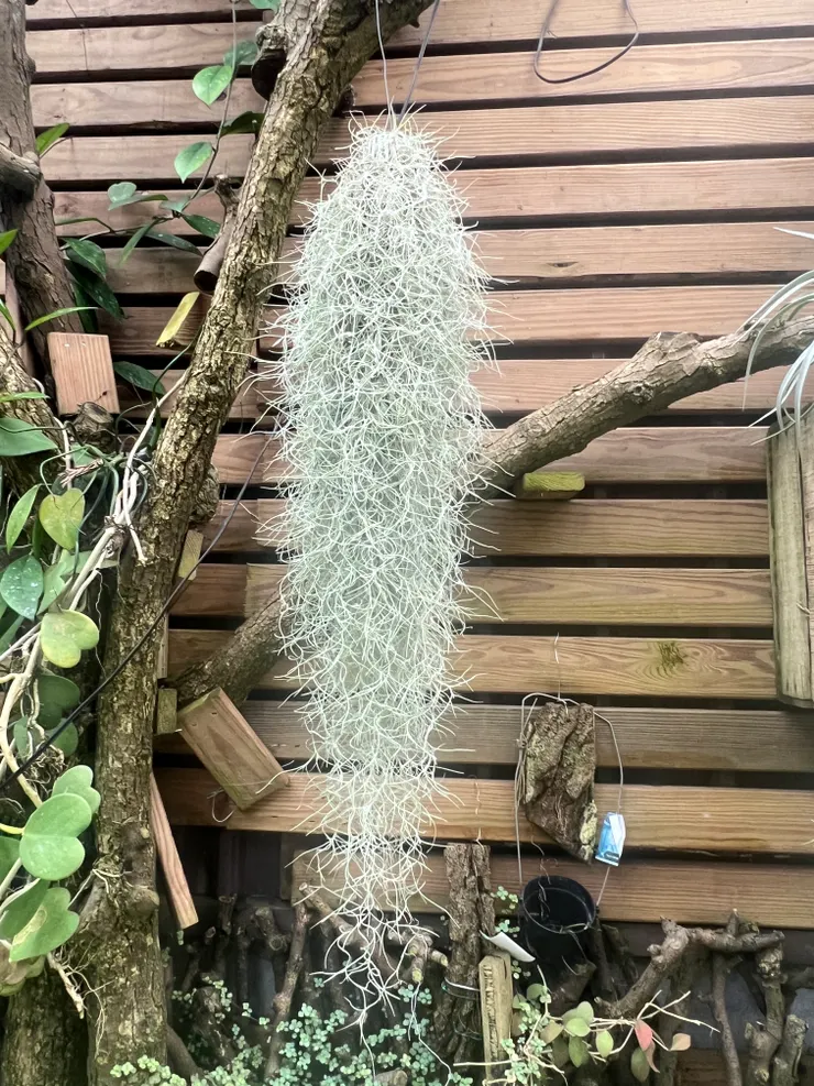 生長的很健康的西班牙苔草