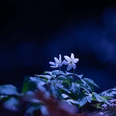 流螢如星（CxC）