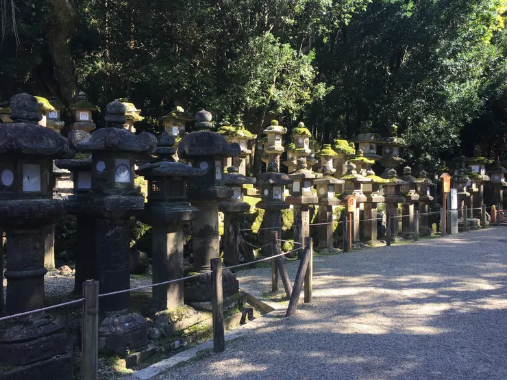 前往春日大社的參道上，石燈籠在兩旁整齊地站立，像在歡迎來賓。（作者拍攝）