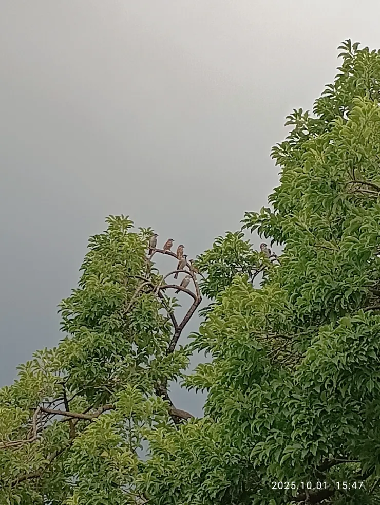 款款閒居雀語亂