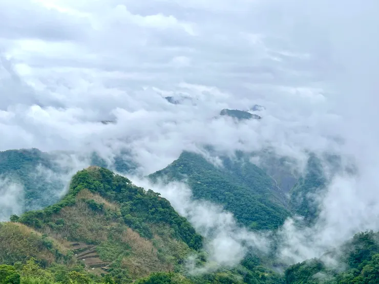 小愛 攝於阿里山2025