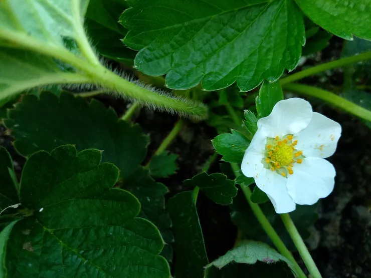 冬之美~草莓開花結果了