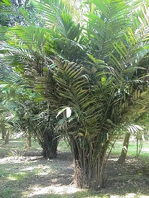 src
