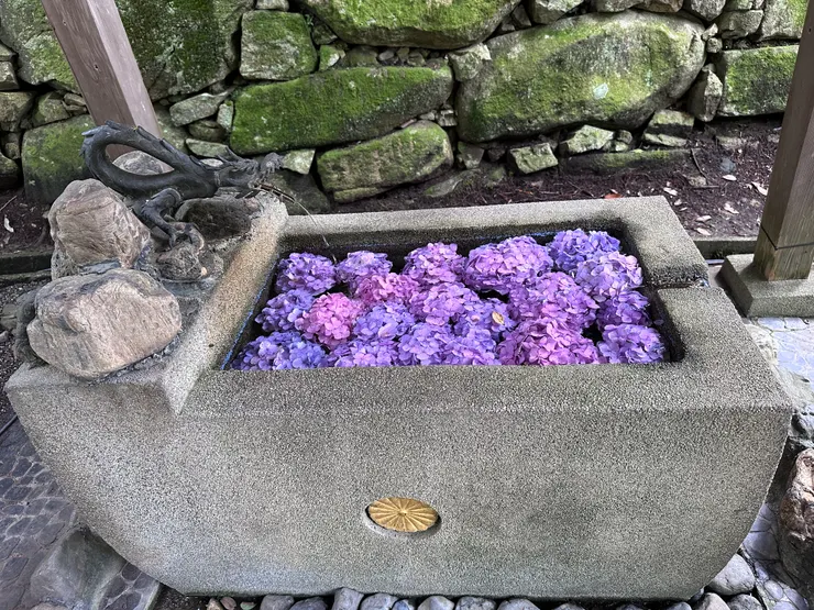 龍王洗手缽，還放了繡球花，感覺特別雅緻。 洗手缽上的天皇家紋，也低調的說明了這裡原本主人的身份 