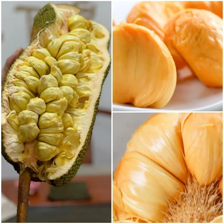 榴槤蜜(Artocarpus brevipedunculatus)