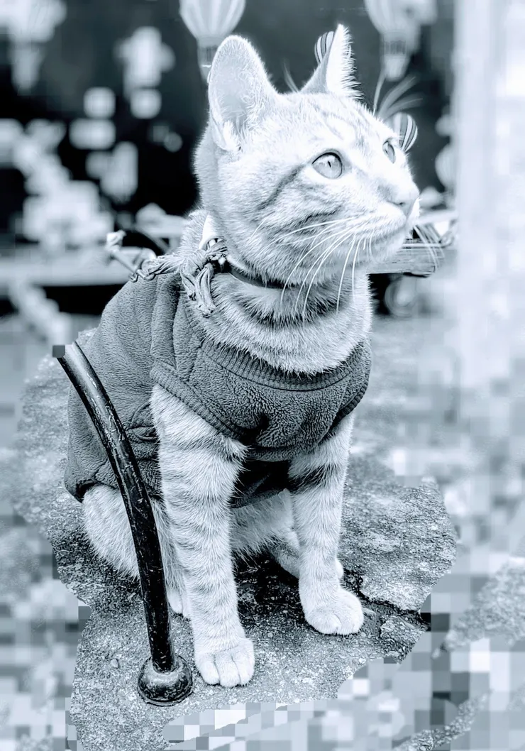 喵喵: 猜一猜我是不是真貓~~