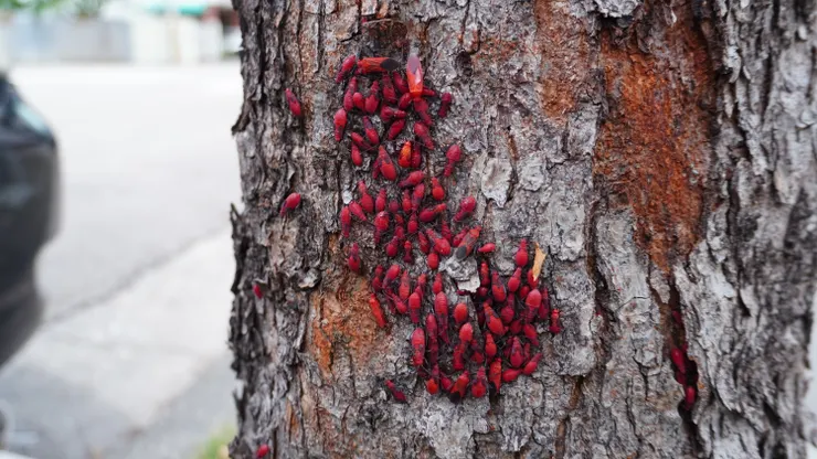 紅姬緣椿象大軍