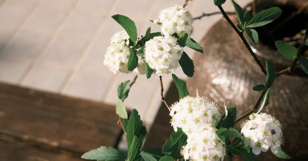 如實如是＊生活實驗