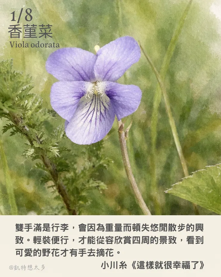 《一日一花・一句》｜1 月 8 日｜香菫菜 × 小川糸《這樣就很幸福了》