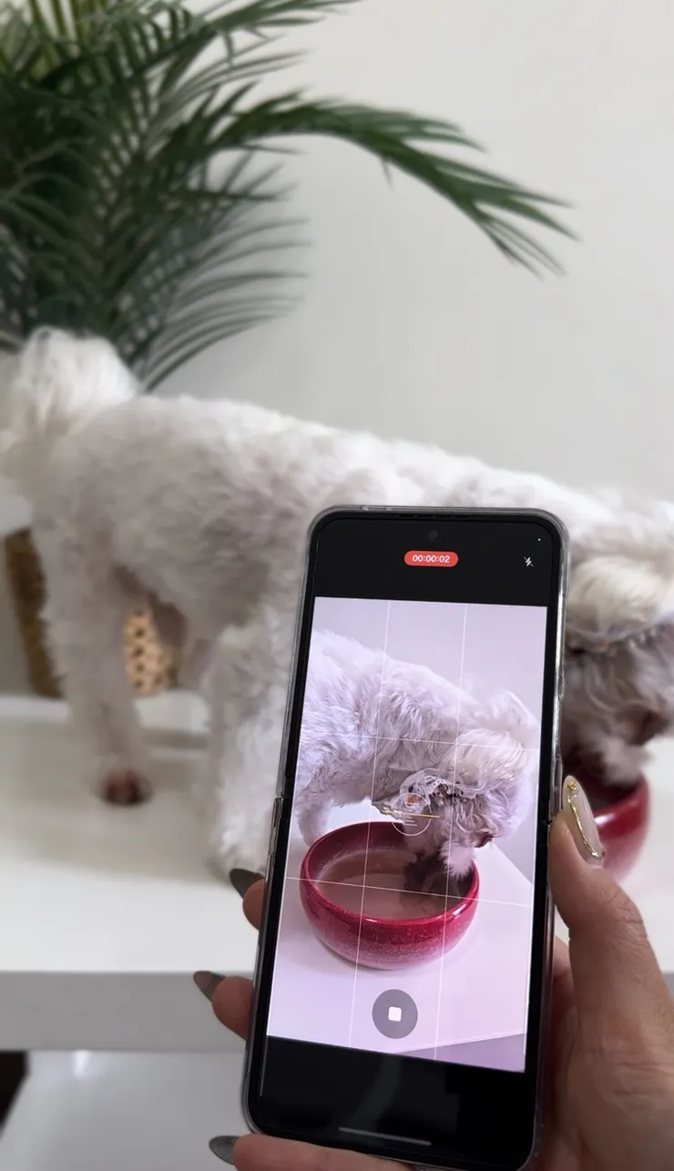 爆舔天物中的Yaruki，怕耳朵弄髒，我給牠戴了圍脖哈哈！