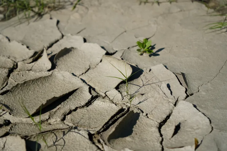 即使土壤不肥沃，也有適合它的種子