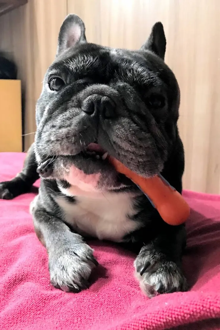 照片:豬皮姐姐提供